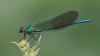 J18_0957 Calopteryx xanthostoma imm male